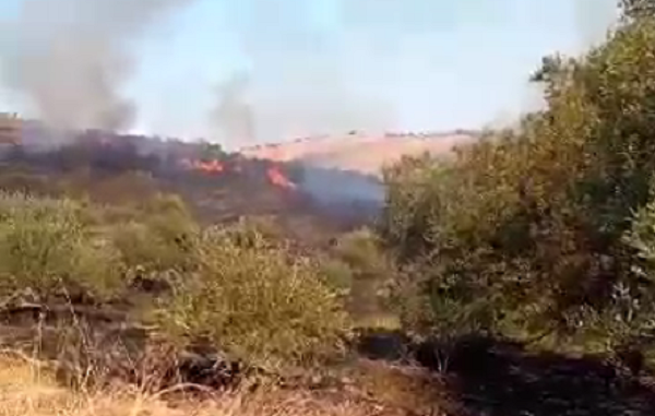 Zjarr masiv në kodrat e fshatit Kraps në Fier, digjen qindra rrënjë ullinj