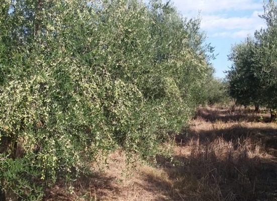 Më pak prodhim këtë vit nga ullinjtë/ Fermerët: Thatësira e madhe shkaktoi dëme të mëdha