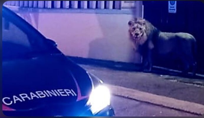 Luani ikën nga cirku dhe “bën xhiro” në Romë, neutralizohet me plumba anestezie