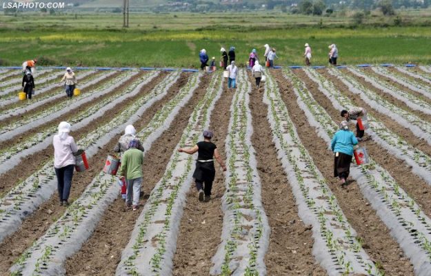 Skemë e re për bujqësinë/ Denaj: Do të kërkojmë buxhet deri në 9 miliardë lekë