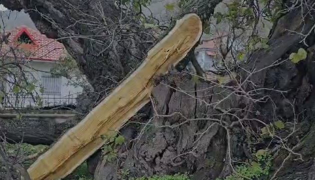 Video/ Moti i keq rrëzon pemët shumëvjeçare në fshatin Drenovë