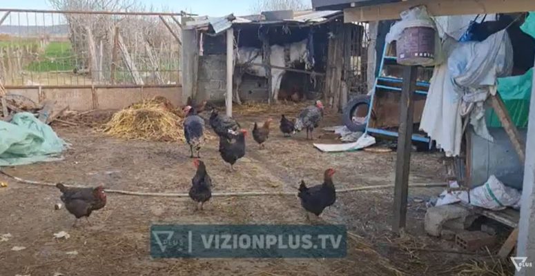 Ujqërit, çakejtë dhe dhelprat “pushtojnë” fshatrat e Fierit, dhjetëra bagëti të shqyera: Banorët japin alarmin
