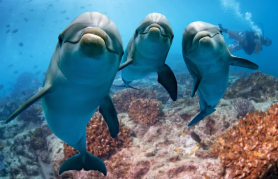 Franca merr masa për të mbrojtur delfinët, ndalon varkat e peshkimit për 1 muaj