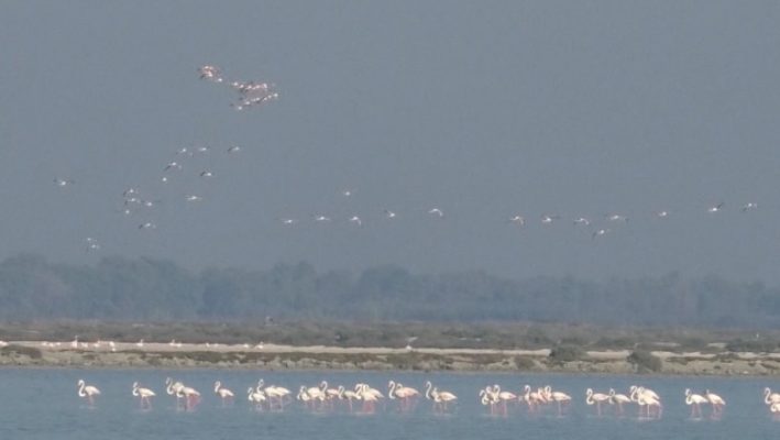 Shpendët “braktisin” Shkodrën, censi tregon një rënie me 30% të zogjve migratorë Shpendët “braktisin” Shkodrën, censi tregon një rënie me 30% të zogjve migratorë