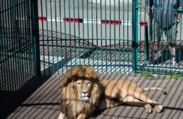 U sulmua nga luani, humb jetën punonjësi i kopshtit zoologjik