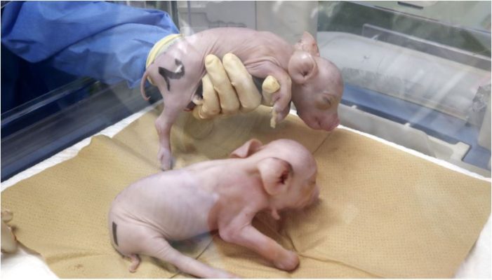 Shkencëtarët japonezë klonojnë derrat e parë për transplantim të organeve njerëzore