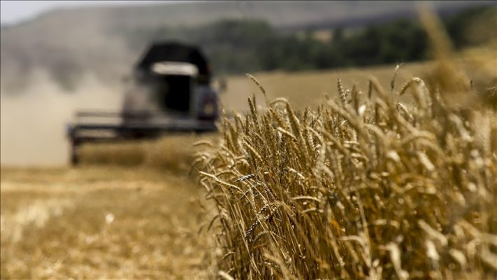 Rusia dorëzon 200 mijë tonë drithë falas në gjashtë vende afrikane