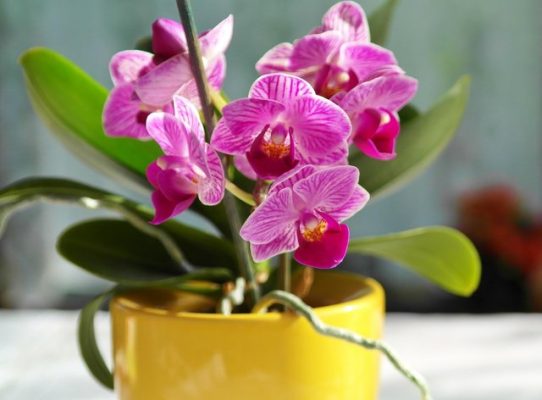 Si të kujdeseni për lulen e Orkidesë, këshilla praktike