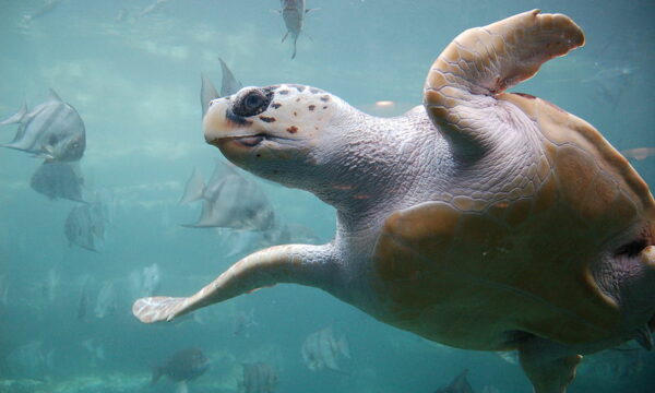 8 fëmijë dhe 1 i rritur humbin jetën pasi hëngrën mishin e breshkave të detit, 78 të tjerë në spital