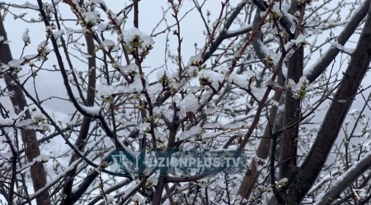 Bora mbulon Dibrën, ngricat pritet të sjellin dëme në frutikulturë
