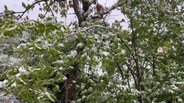 Bora mbulon Dibrën, priten dëme në frutikulturë