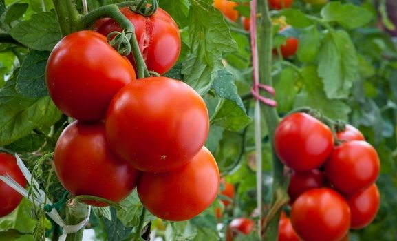 Sjellin përfitime në trup, por si mund të bëhet domatja e rrezikshme për shëndetin nëse e teproni me konsumin