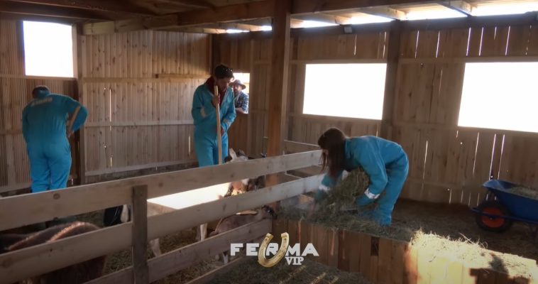 Bie gongu, nga pastrimi i stallave tek mjelia e lopës, fermerët realizojnë detyrat e caktuara 