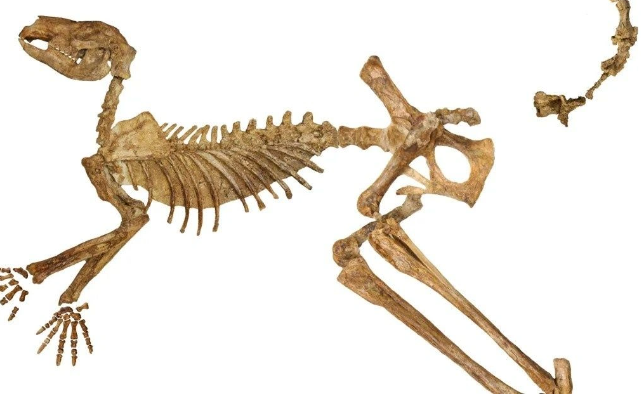 Shkencëtarët zbulojnë tre lloje të kangurëve prehistorikë, një prej tyre 2 metër i gjatë
