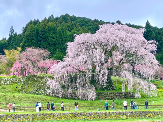 Spektakël ngjyrash në Tokio, çelet sezoni i lulëzimit të qershisë