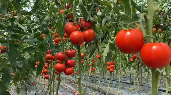 Fermerët kundër grumbulluesve: Na e marrin domaten me 30 lekë dhe e shesin deri tre herë më shtrenjtë