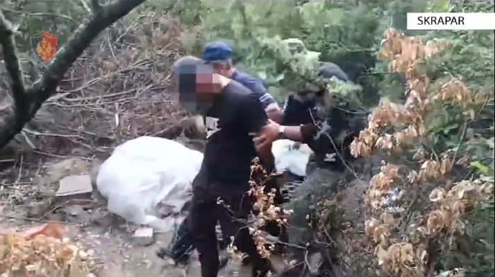 “Policia, mos lëviz”, 27-vjeçari nga Skrapari kapet “mat” mes pyllit, po kujdesej për kanabisin