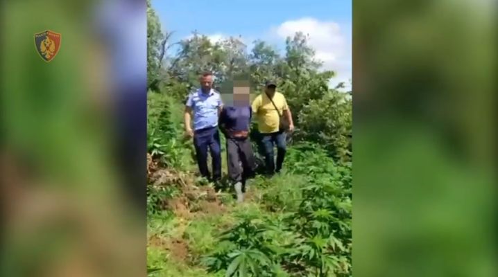 U kapën “mat” duke kultivuar kanabis në mes të pyllit, dy të arrestuar në Fier U kapën “mat” duke kultivuar kanabis në mes të pyllit, dy të arrestuar në Fier