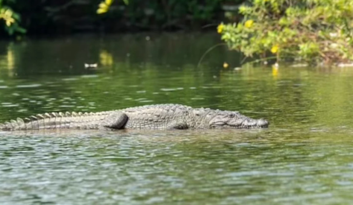 E rëndë, nëna hedh në lumin e mbushur me krokodilë djalin 6-vjeçar pas sherrit me burrin