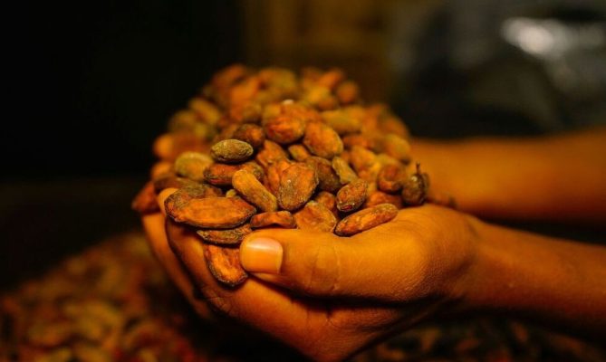 Mungesa të mëdha të ofertës të kakaos në treg, çmimi është në nivelin më të lartë të të gjitha kohërave