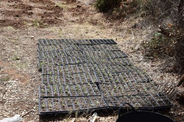 Zbulohet parcela me kanabis, arrestohet 38-vjeçari shqiptar në Greqi: 1 milion euro fitim nga droga Zbulohet parcela me kanabis, arrestohet 38-vjeçari shqiptar në Greqi: 1 milion euro fitim nga droga