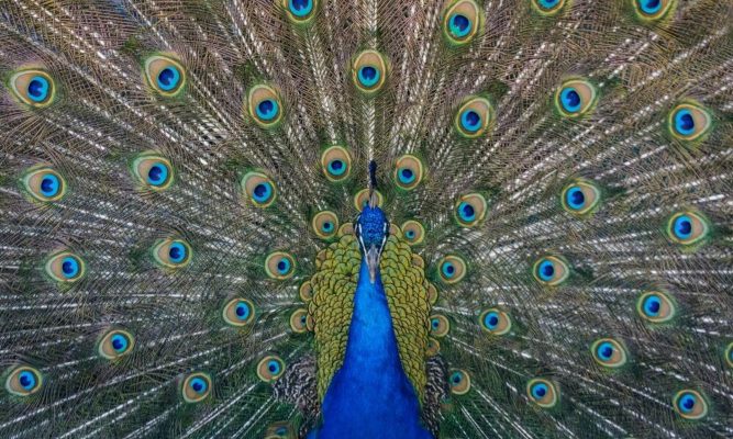 E pazakontë, kopshti zoologjik rus dërgon pallonj në Ukrainë për të motivuar ushtarët E pazakontë, kopshti zoologjik rus dërgon pallonj në Ukrainë për të motivuar ushtarët