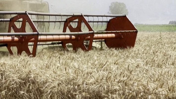 Gruri në Maliq mbetet në magazinë, çmimi bie “përtokë”, fermerët: Po na mbyt importi Gruri në Maliq mbetet në magazinë, çmimi bie “përtokë”, fermerët: Po na mbyt importi