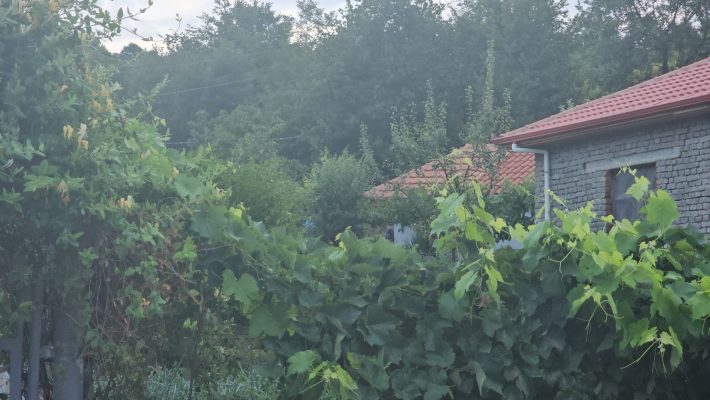 EMRAT/ Sherri në familje në Pogradec, kush është 80-vjeçari që plagosi të birin