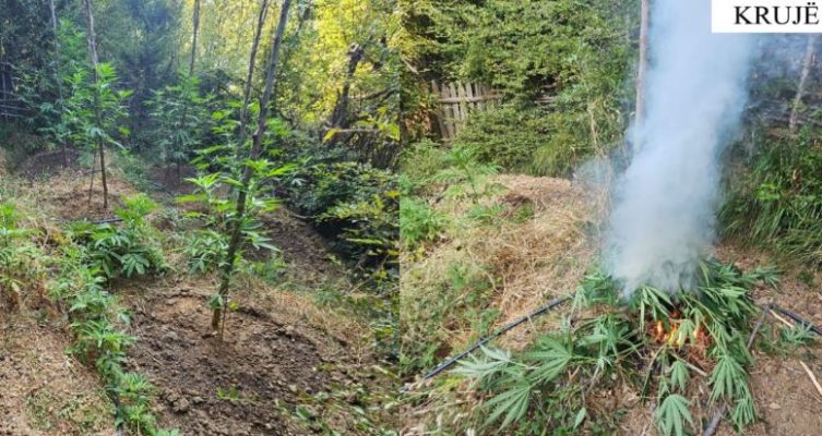 Zbulohen 22 ambiente të përshtatura për kultivim kanabisi në Krujë, asgjësohen 148 bimë narkotike