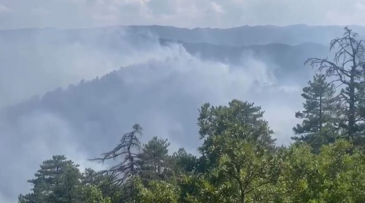 Akuzohet për zjarrvënie të qëllimshme në pyjet e Korçës, identifikohet dhe procedohet penalisht autori (EMRI)