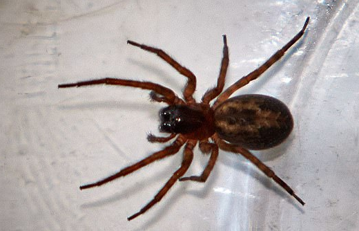 E pickoi një merimangë, humb jetën 48-vjeçari