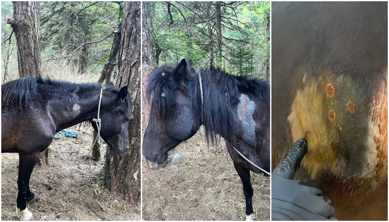Masakër në Malin e Llogarasë  qëllohen me armë gjahu 22 kuaj të lirë