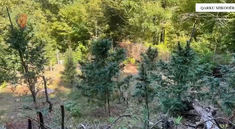 Asgjësohen 4639 bimë kanabis në Shkodër  policia nuk gjen kultivuesit  procedon vetëm kryetarët e fshatrave
