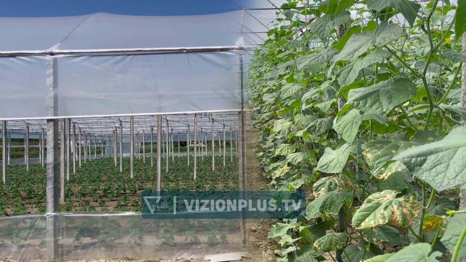  Tregu është bllokuar   fermerët  Pas kapjes së domateve me pesticide në Kroaci  porositë janë ndërprerë