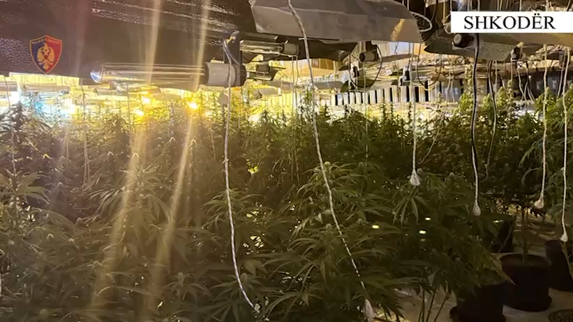 Zbulohet magazina me kanabis në Shkodër  grupi kriminal kultivonte lëndë narkotike me llamba