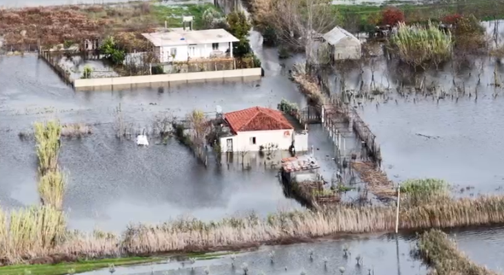 Situata e vështirë pas përmbytjeve në Lezhë, banorët ende nën ujë, dëme të mëdha në bujqësi dhe blegtori
