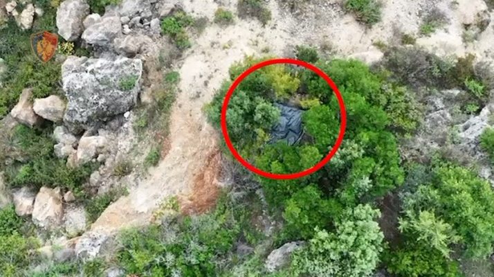 Tiranë/ Zbulohet parcela me kanabis në fshatin Mukje, arrestohet 42 vjeçari, lënda narkotike sekuestrohet