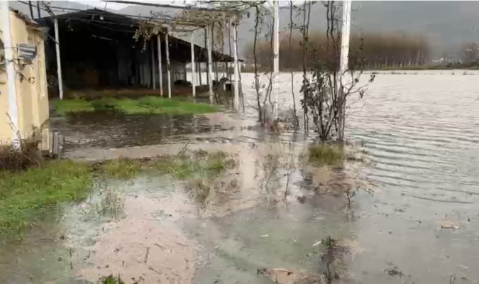 Lezhë/ Fermat dhe sipërfaqe të tëra tokash të mbjella nën ujë pas reshjeve të shumta