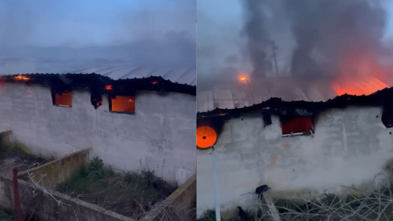 Përfshihet nga flakët stalla në Selenicë  digjen 22 lopë dhe viça