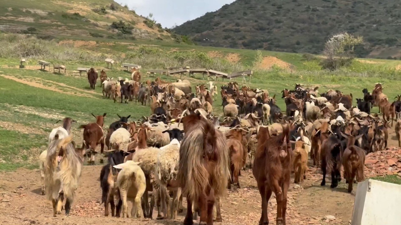 Bie numri i krerëve të bagëtive  blegtorët ankohen se rritja e kosotove po i çon në falimentim