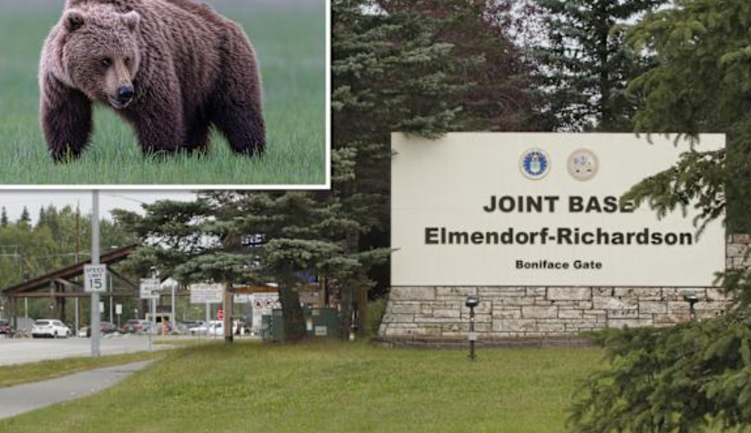 Ishin duke u stërvitur në Alaska  sulmohen nga ariu dy ushtarë amerikanë