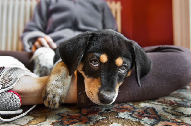 Çfarë duhet të dini nëse adoptoni një qenush për herë të parë