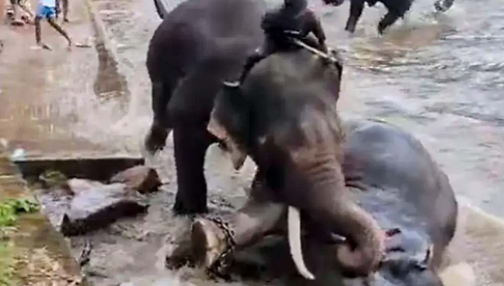 Pamje tronditëse  Turistja 33 vjeçare humb jetën tragjikisht në Indi  shtypet nga elefantët që po  luftonin   VIDEO 