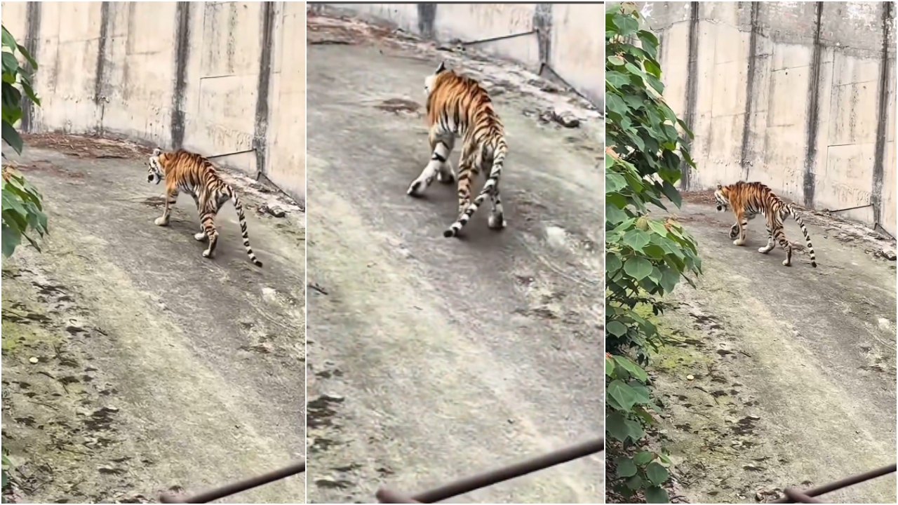  VIDEO  Tigri  kockë e lëkurë  mezi qëndron në këmbë  shpërthen zemërimi online për kopshtin zoologjik në Kinë