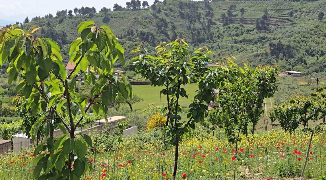 Dëmtohen qershitë në Mallakastër  fermerët  Prodhim i dobët për shkak të kushteve atmosferike