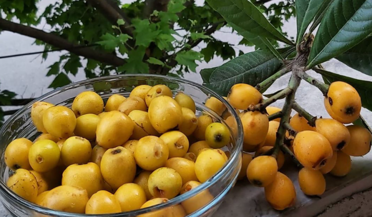 Është sezoni i nespullave  fruti i artë i pranverës me fuqi shëruese
