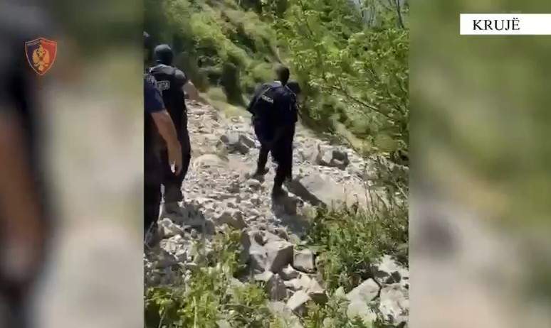 operacion-antikanabis-ne-kruje-policia-asgjesojne-bime-nartotike-te-mbjella-ne-zonat-e-thella