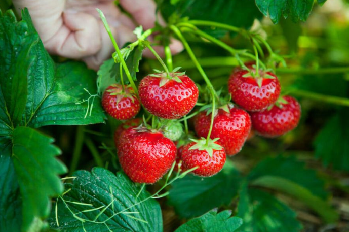 konsiderohen-si-fruti-me-i-ndotur-dhe-me-pesticide-disa-hapa-se-si-t-i-lani-sic-duhet-luleshtrydhet