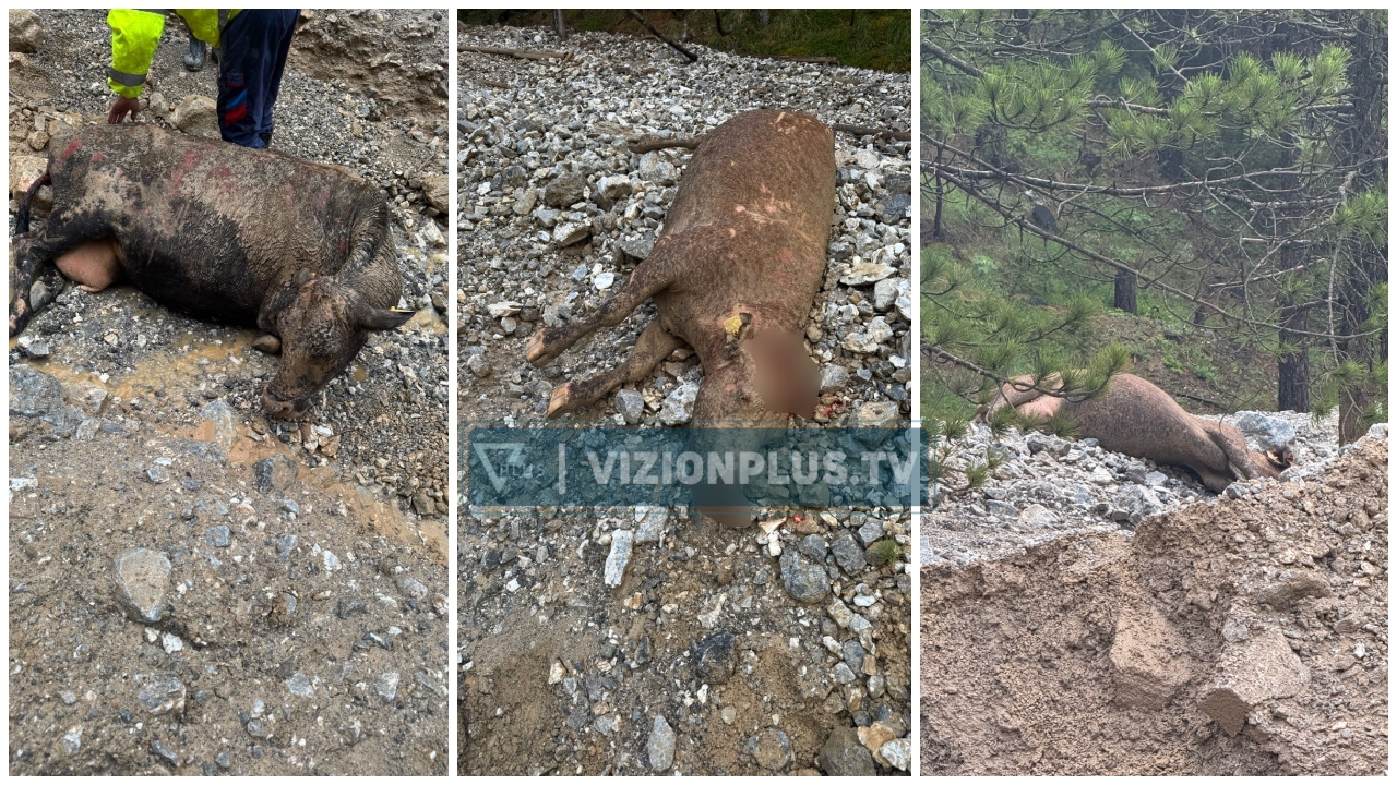 Dibër  furtuna dëmton 10 krerë gjedhë  po ktheheshin nga kullota