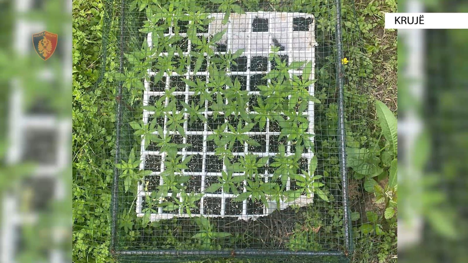 Operacion në malësinë e Krujës  asgjësohen 5 mijë rrënjë kanabis në rreth 100 parcela